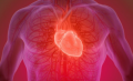 利兹大学研究耐力运动对心脏健康的影响